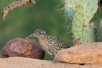 Greater Roadrunner in Southern Arizona, USA