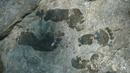 toddler bare wet foot prints on rock