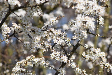 cherry blossom in spring