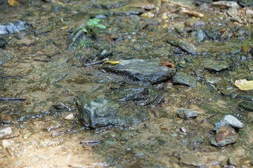 shallow stream, river rocks