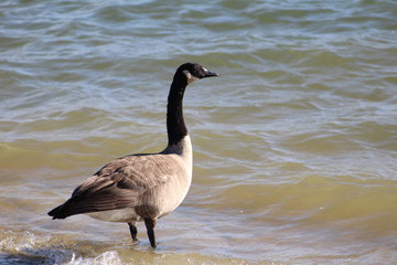 Beautiful Canadian Goose in the Edge of Lake Murray in South Central Oklahoma