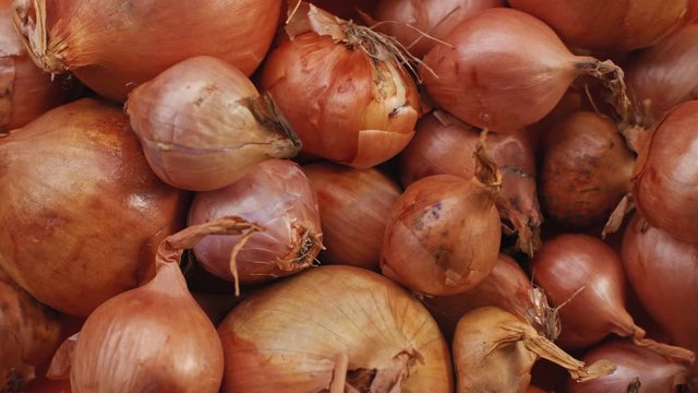 A 4K Shot of Fresh Onions that have just been picked on a Orange background / table. A panning shot showing multiple onions and shallots on a table. Agriculture. Wide shot.