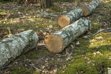 cut birch logs in forest
