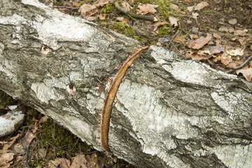 cut birch logs in forest