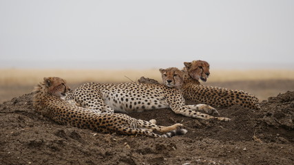 Geparden auf der Lauer in der Serengeti in Tansania © turtles2