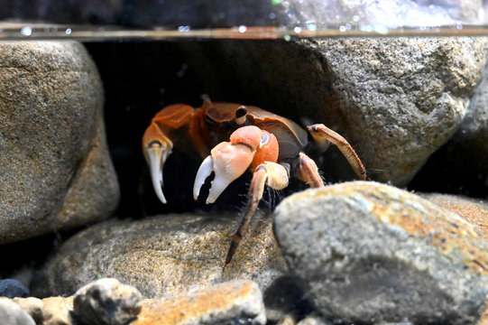 ベンケイガニ Images Browse 26 Stock Photos Vectors And Video Adobe Stock