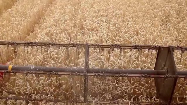 Moisson du bl&eacute; en ile de France