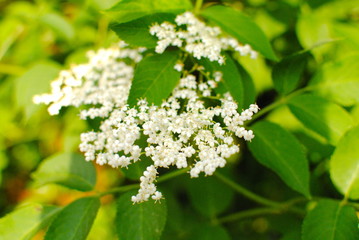 white flowers of a tree in spring