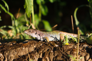 Lizard sunbathing calmly in broad daylight in the field