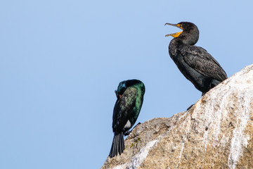 Aves