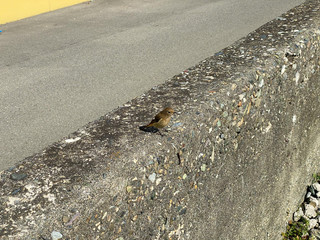 A sparrow that plays sunflowers.