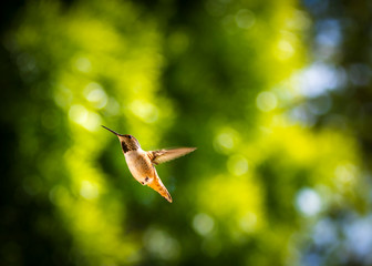 Female Hummingbird in flight