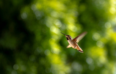 Female Hummingbird in flight