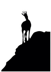 Black silhouette of chamois standing on the top of the hill. Isolated on white background. Illustration.