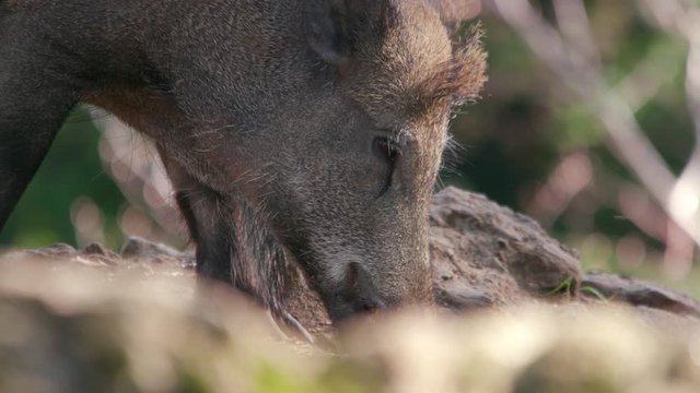 wild boar feeding and searching the ground for food