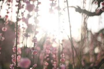 太陽の日差しと風に揺れるしだれ梅