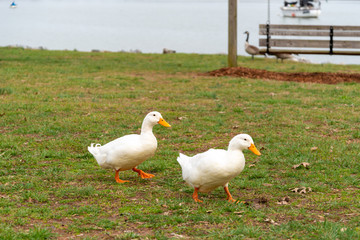 Goose and ducks in park 
