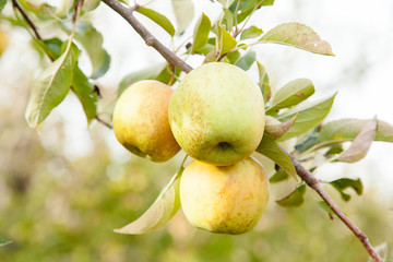 Ripe Green Apples on a Leafy Branch
