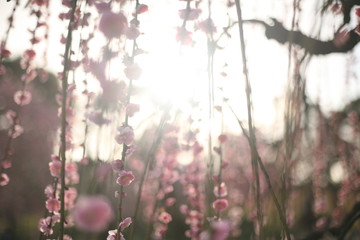 太陽の日差しと風に揺れるしだれ梅