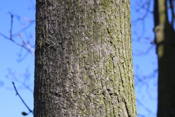 structure of tree bark with bork and canals