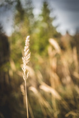 dry straw