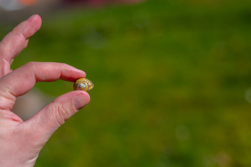 A snail shell is held between individual  fingers of a hand with a green background