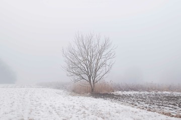 Winter tree in the snow / Misty Foggy Field Country Landscape / Lonely Single Tree  And Dry Grass Reeds