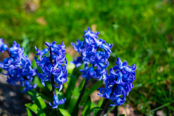 A blue Carinthian wulfenie  in the sunshine with green background