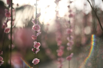太陽の日差しとしだれ梅