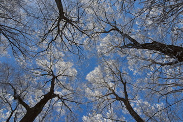 Tall trees with snow on the branches, straight to the blue sky