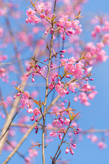 The beautiful pink cherry blossom flower on the tree in winter season, Chiang Mai, Thailand