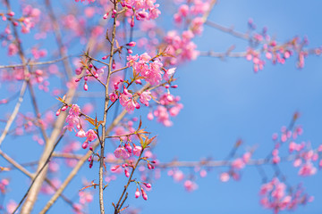 The beautiful pink cherry blossom flower on the tree in winter season, Chiang Mai, Thailand