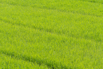Naklejka na ściany i meble Rice Field In Thailand green rice farm, Green Background