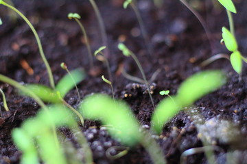 seedlings in the village on the windowsill