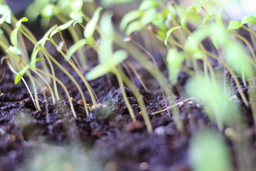 seedlings in the village on the windowsill