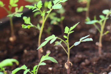 seedlings in the village on the windowsill