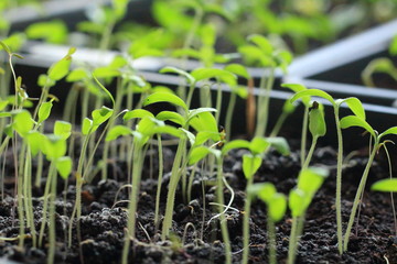 seedlings in the village on the windowsill