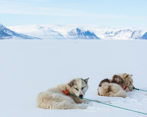 Sled dogs resting on frozen sea, Greenland.