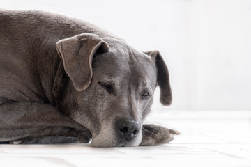 Pose de bonito cachorro cinza deitado no chão a dormir