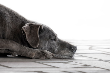 Perfil bonito cachorro cinza dogue alemão deitado a dormir