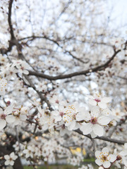 Close up of beautiful white spring flowers on a branch wih fresh new green leaves.