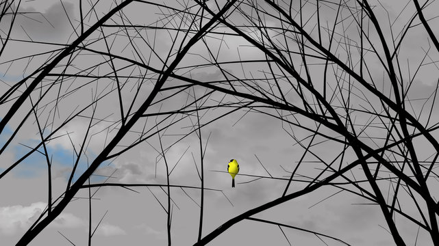 A goldfinch rests in a leafless tree early in spring. The sky is grey except for a patch of blue clear sky signals the arrival of springtime.