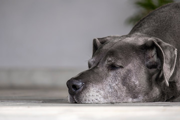 Bonito retrato cachorro cinza deitado no ch&atilde;o a dormir