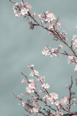 Cherry tree blossom japanese tree in bloom floral photography mint and pink pastel colors