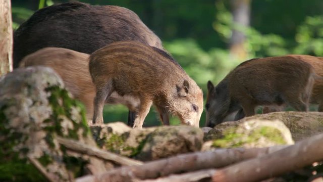 groupe of shoats boar sounder