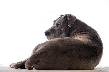 Bonito cachorro cinza deitado a olhar para trás com fundo branco