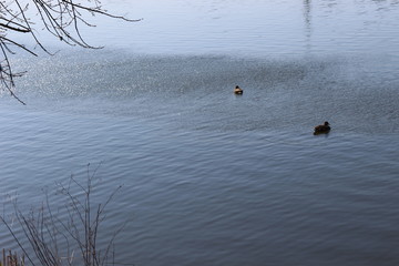  The mating season began in wild ducks. They swim, fly and choose a mate