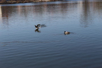  The mating season began in wild ducks. They swim, fly and choose a mate