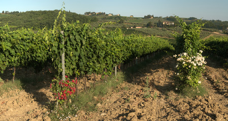 Fototapeta na wymiar Vineyards iand roses in Summer sunlight, Tuscan region of Montesperli in Florence