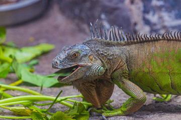 green iguana feeding on veggies